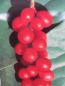 Preview: Kadsura japonica 1